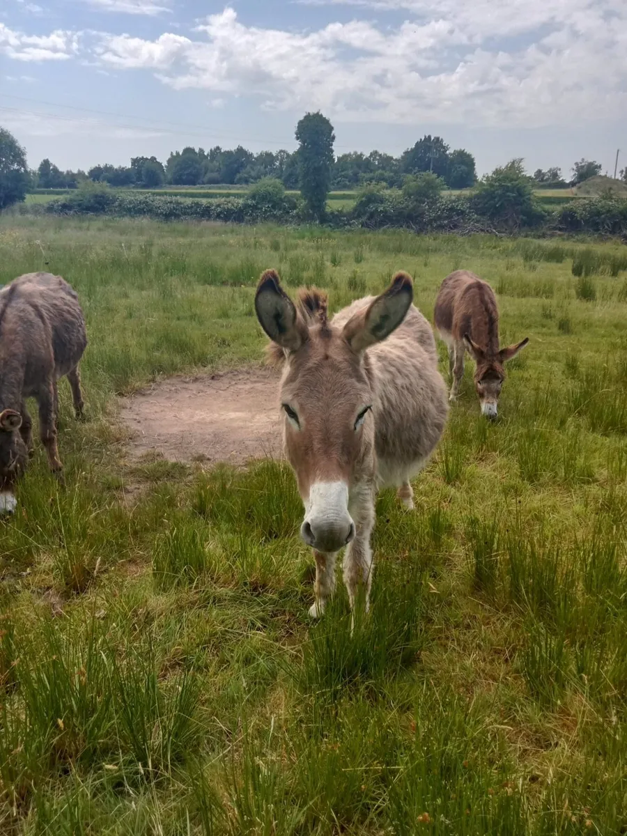 For sale  selection of donkeys - Image 3