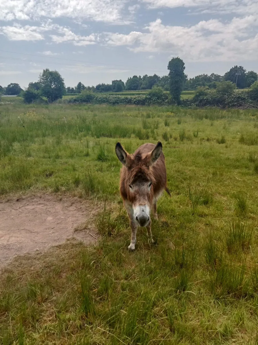 For sale  selection of donkeys - Image 4