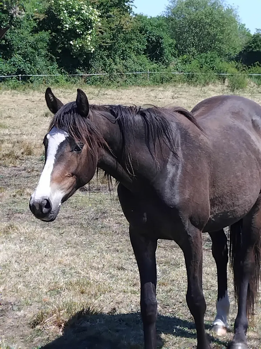 2 yr old filly - Image 2