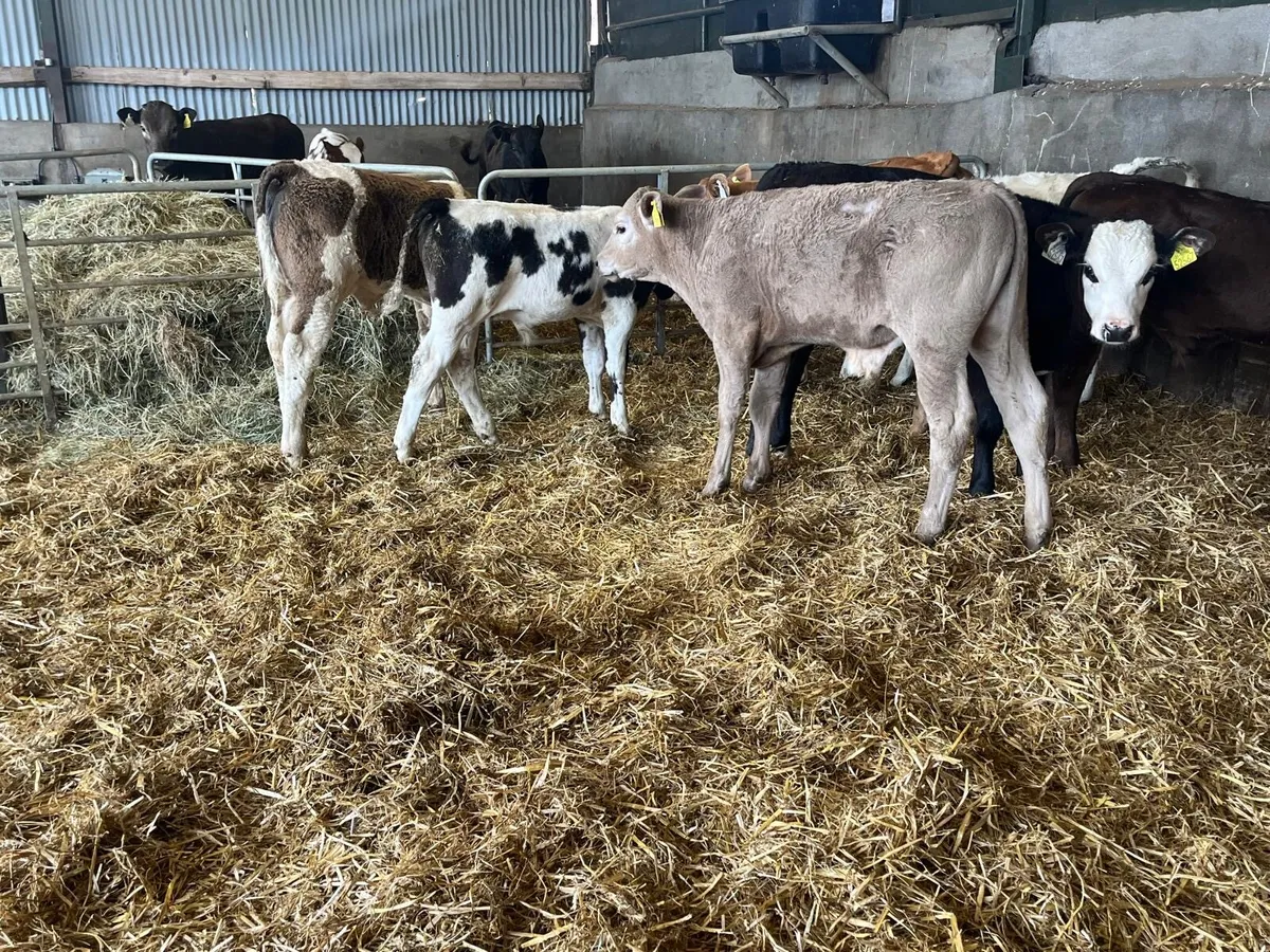 10  super continental bull runners - Image 2