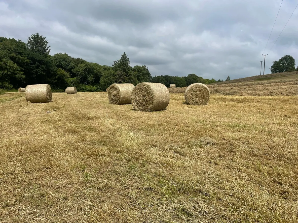 Hay - Image 1
