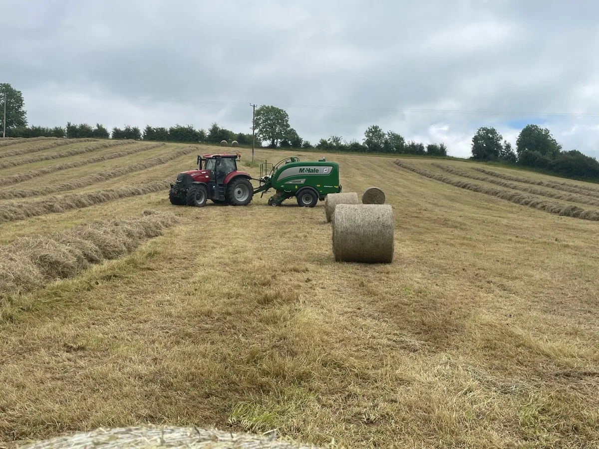 Hay - Image 2