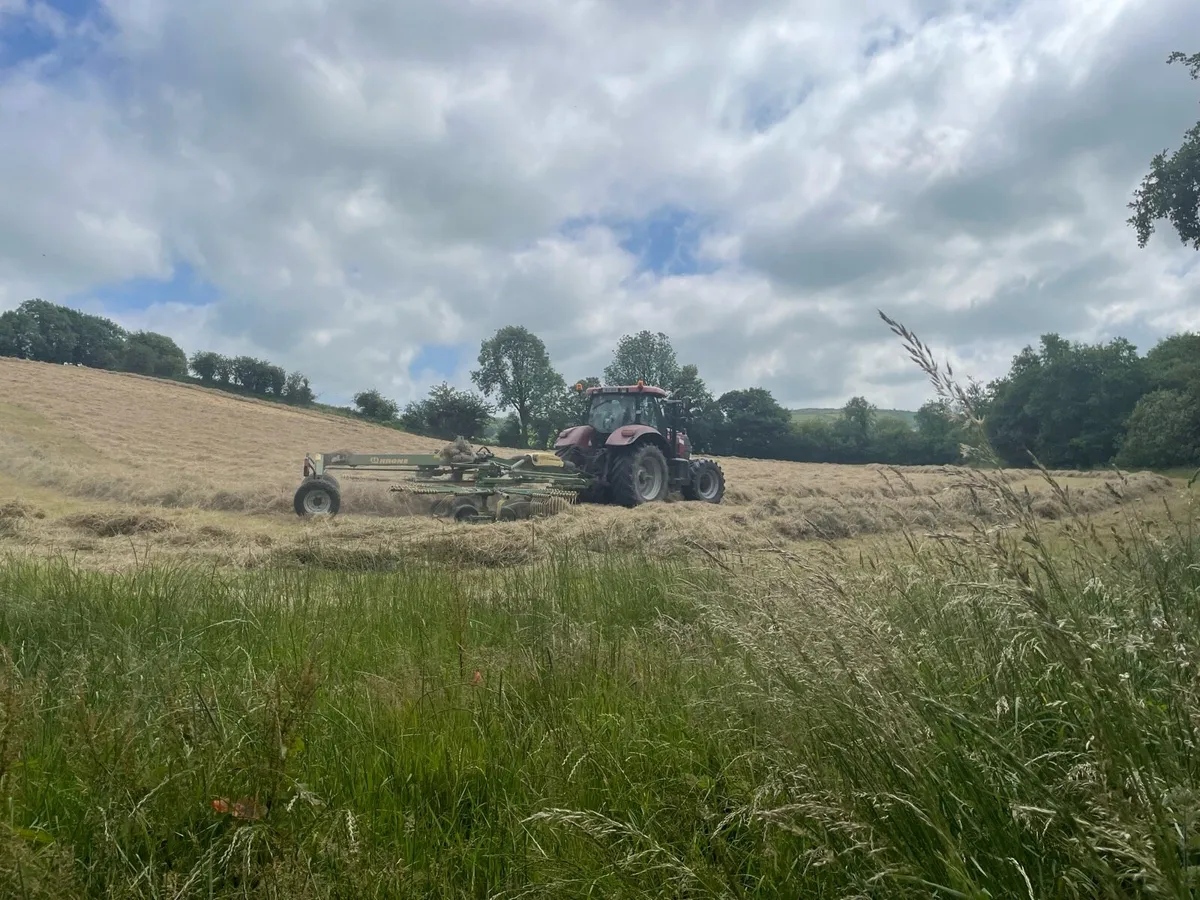 Hay - Image 3