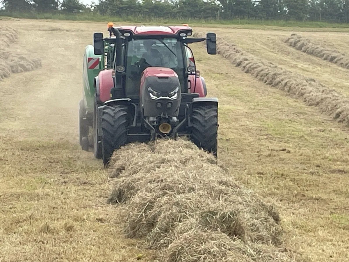 Hay - Image 4