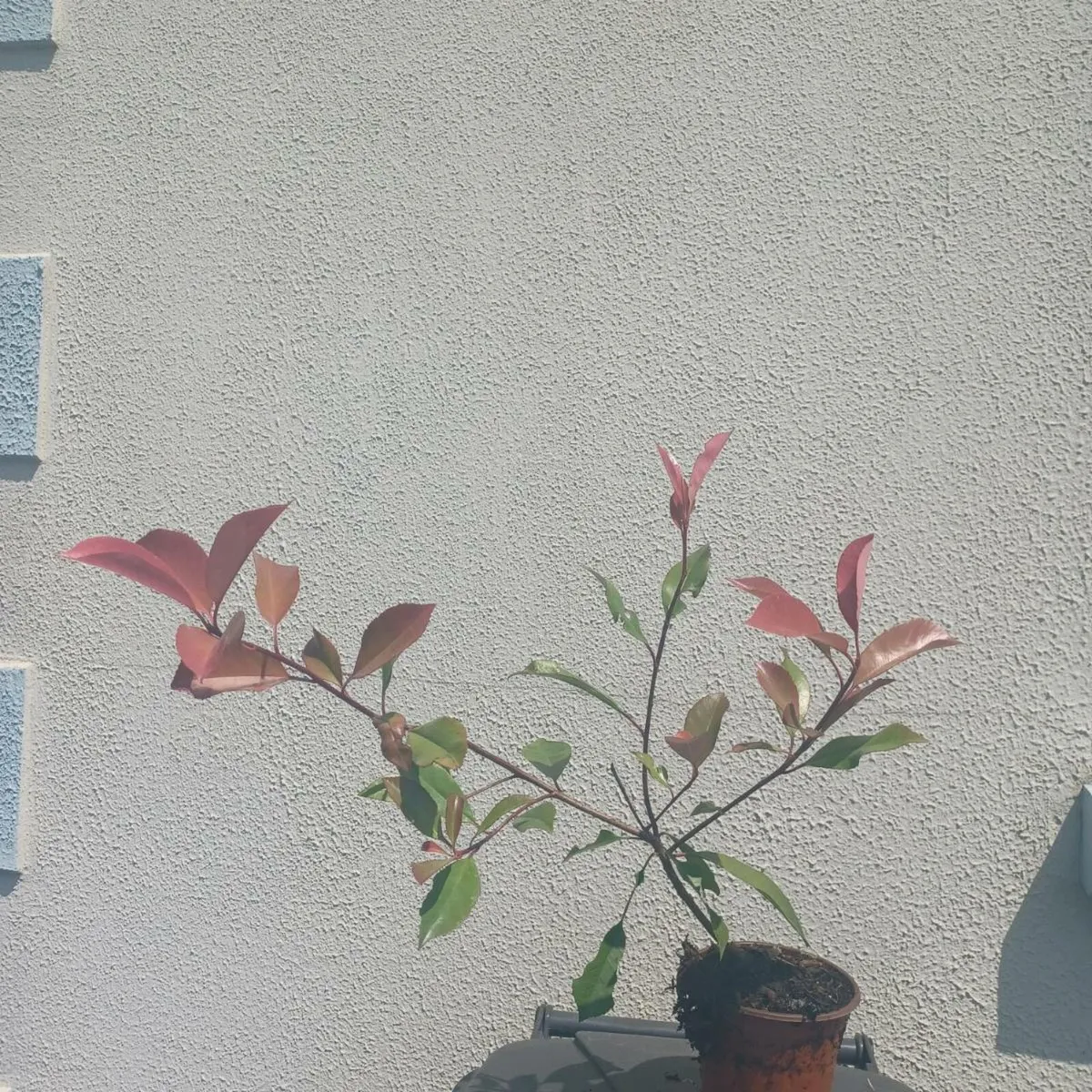 Hedges - Image 2
