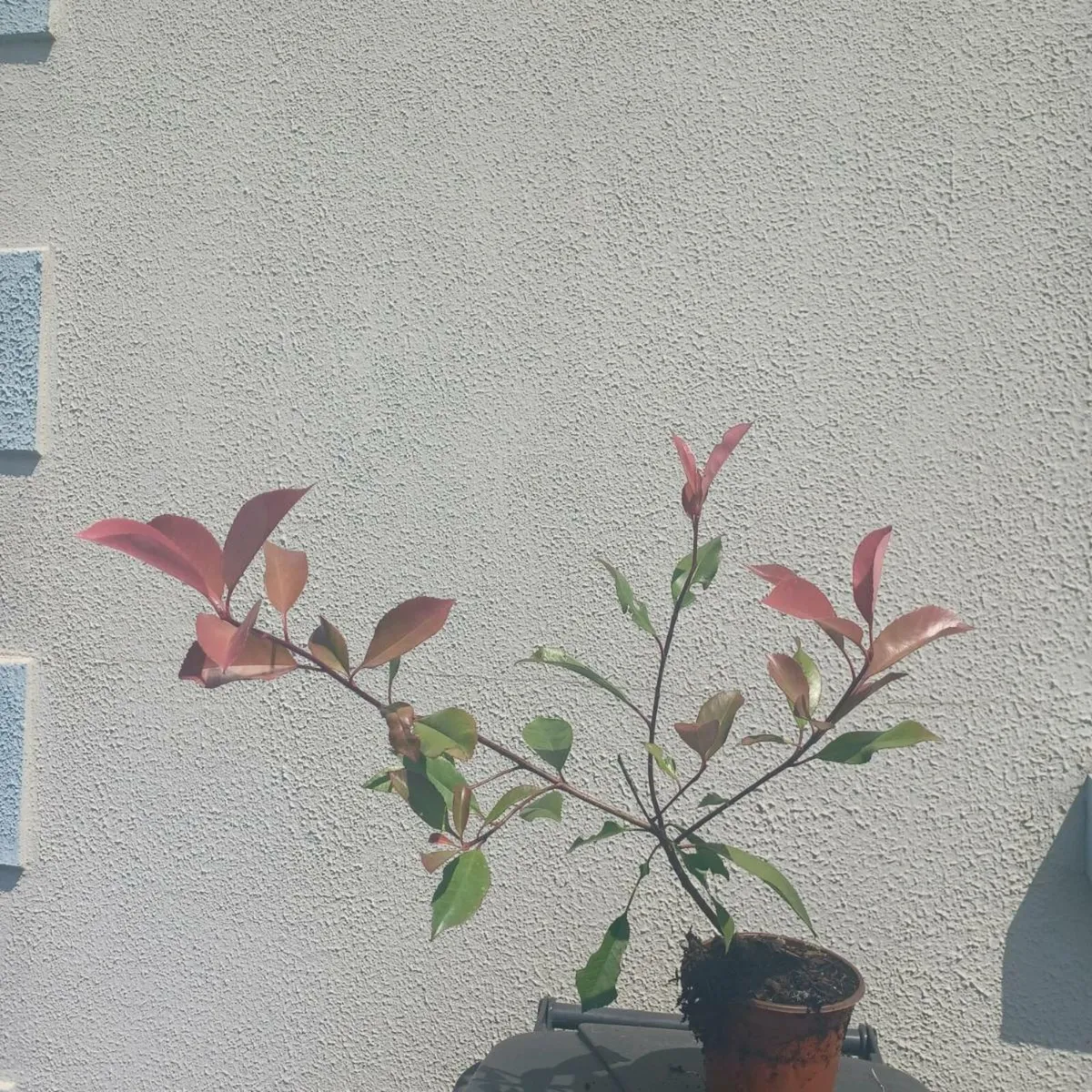 Hedges - Image 3