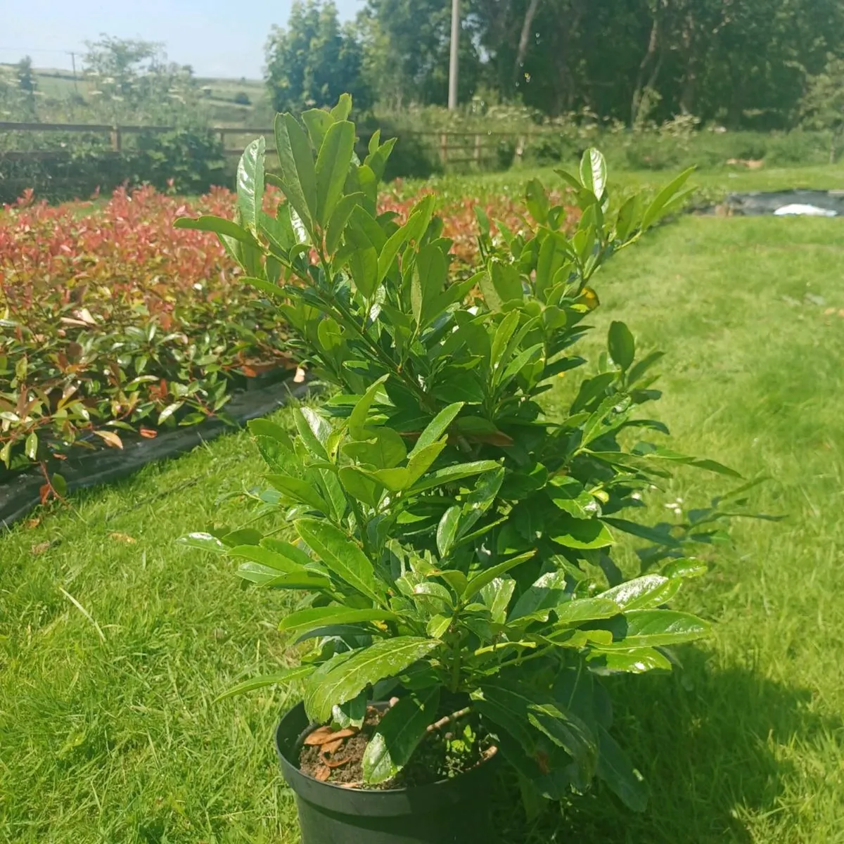 Hedges - Image 4