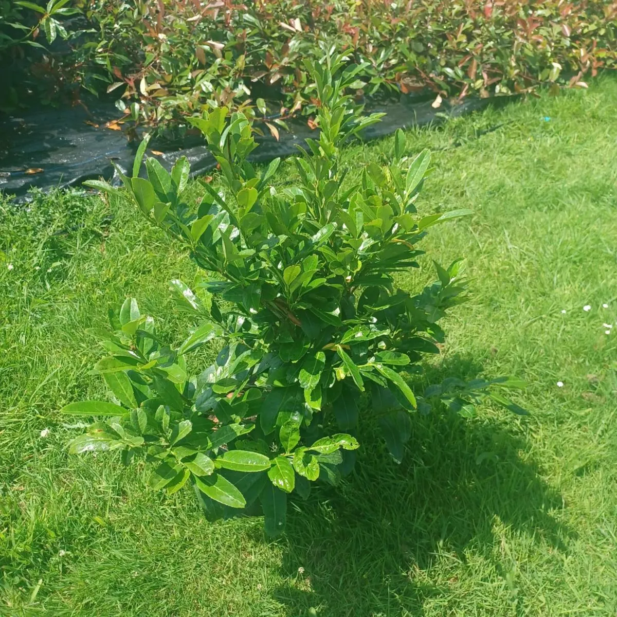 Hedges - Image 2