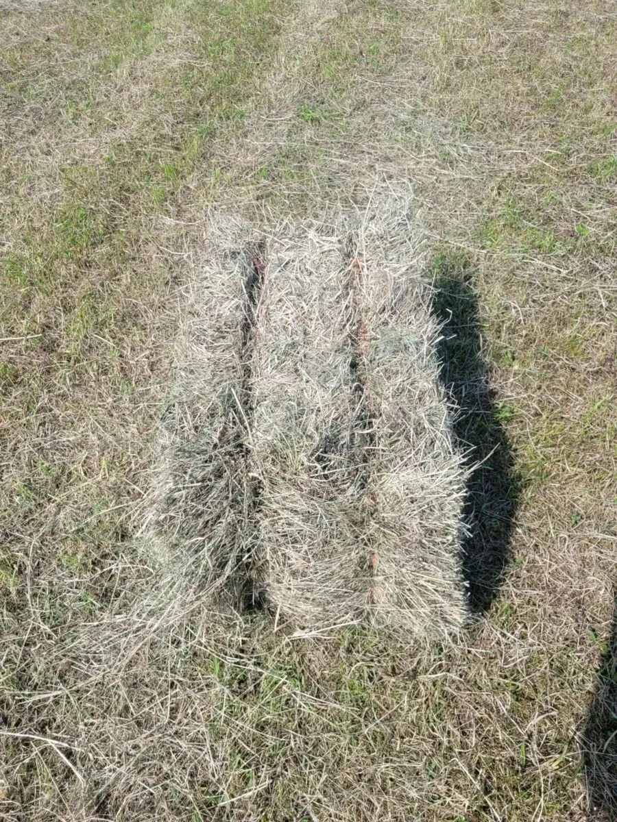 Square bales - Image 1
