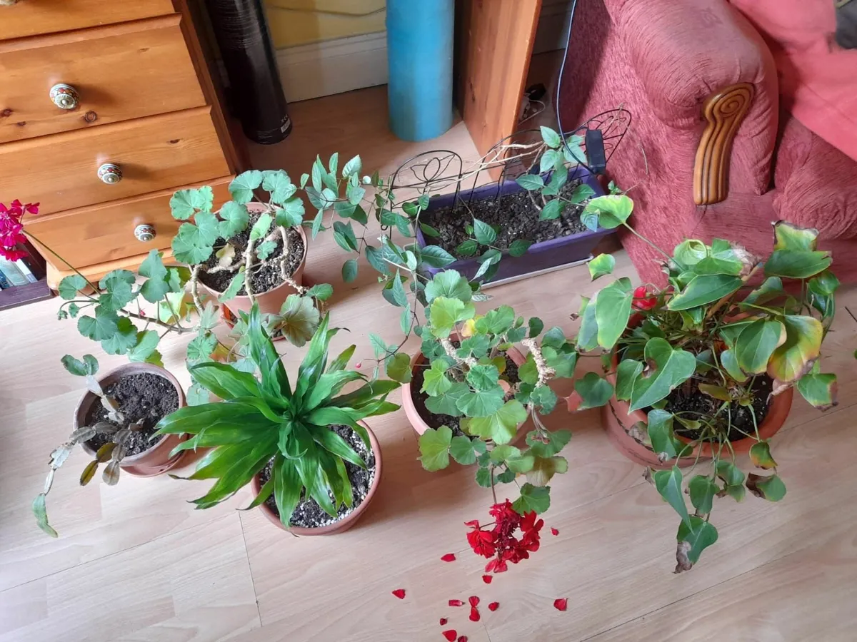 Plants - Image 1