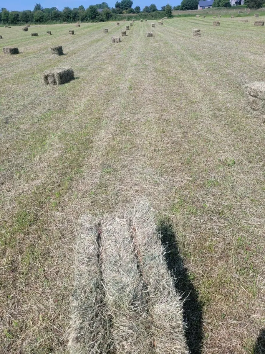 Square bales - Image 2