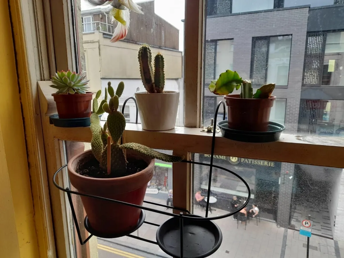 Plants - Image 2
