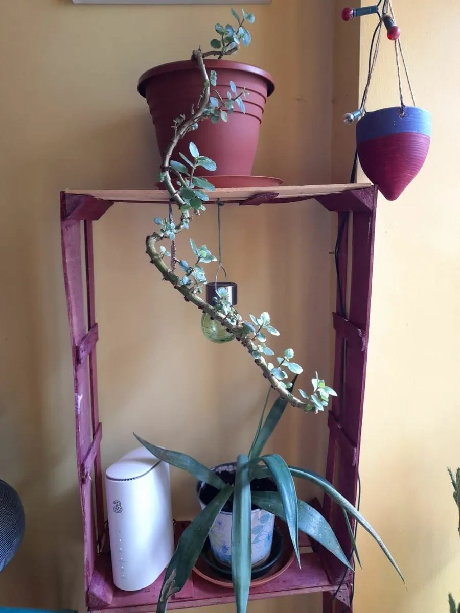Plants - Image 3