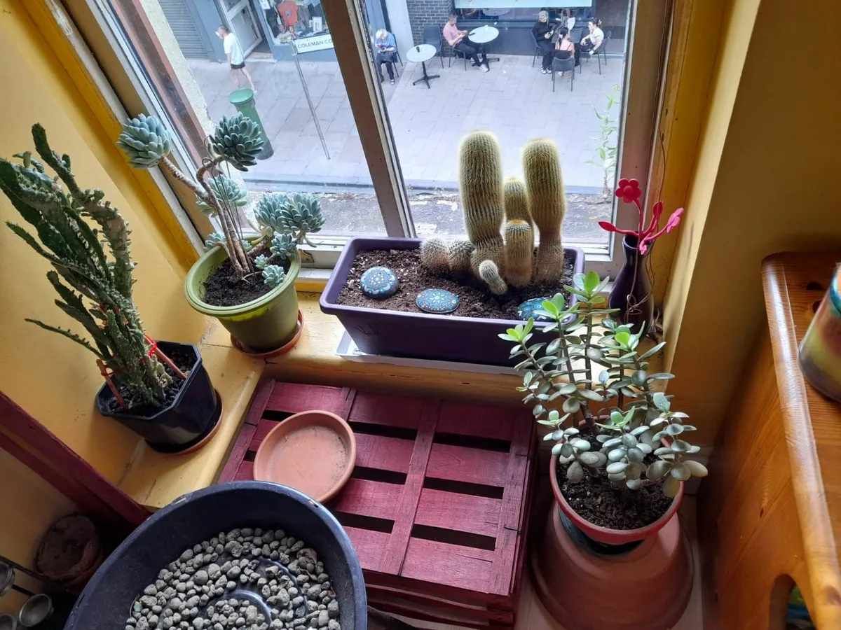 Plants - Image 4