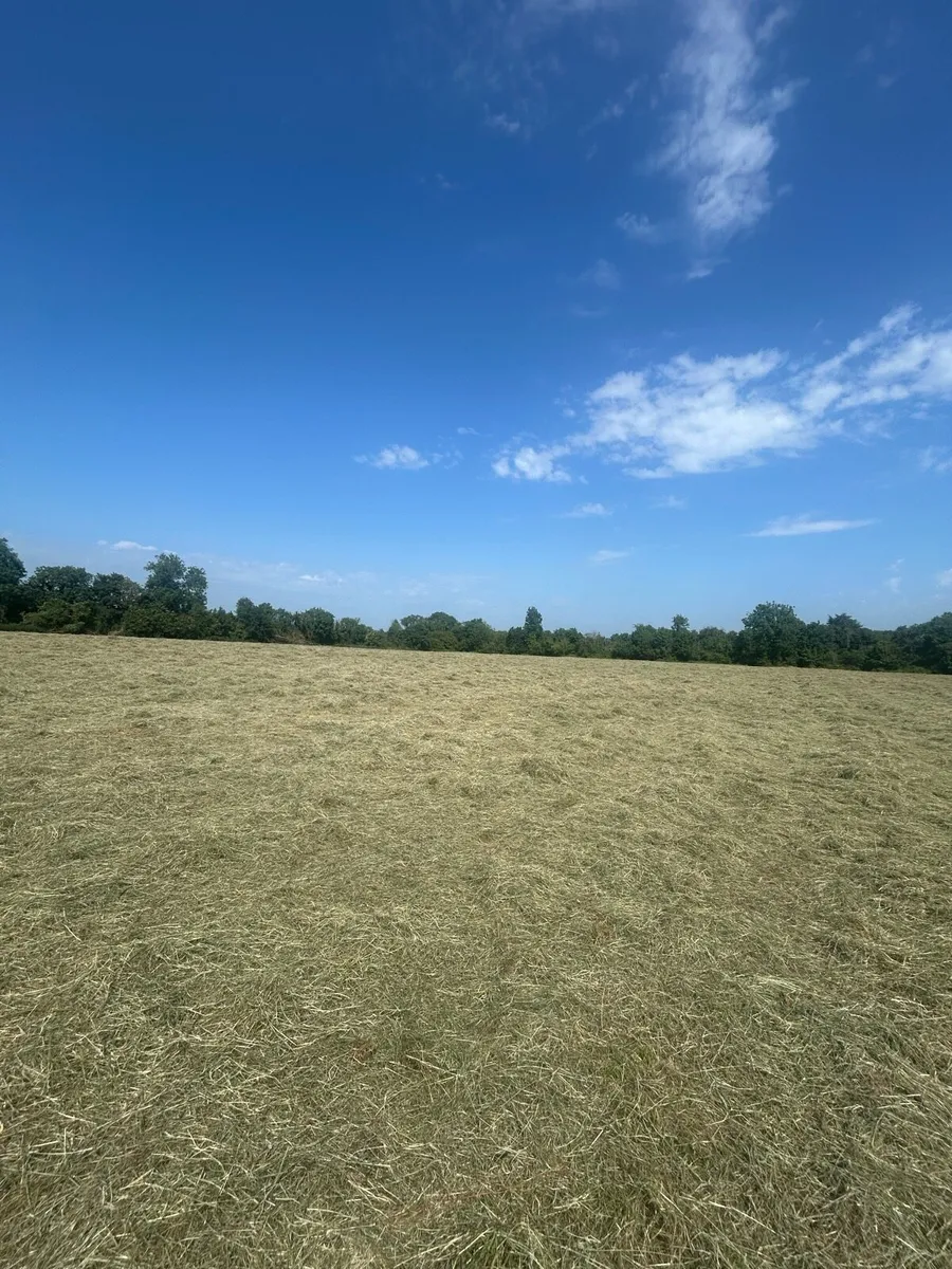 Square Bales of Hay - Image 1