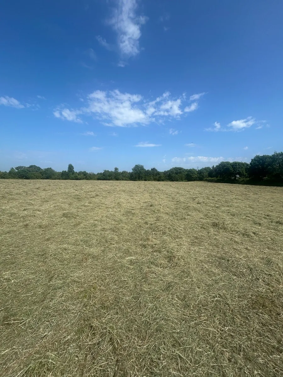 Square Bales of Hay - Image 2