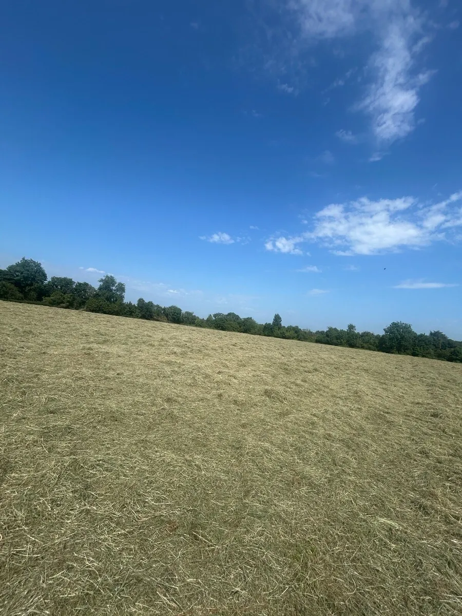 Square Bales of Hay - Image 3
