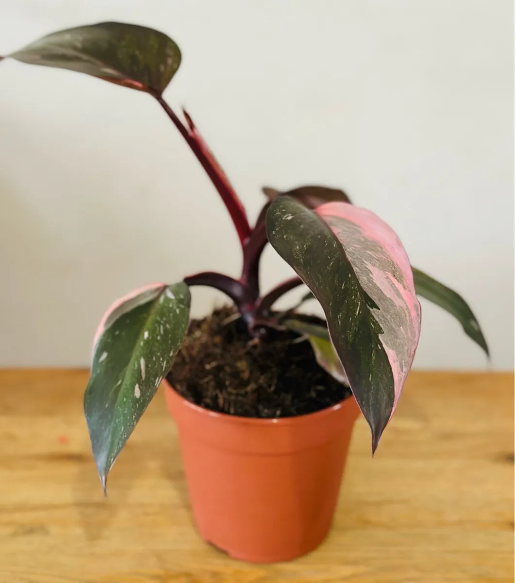 Indoor Plants - Image 2