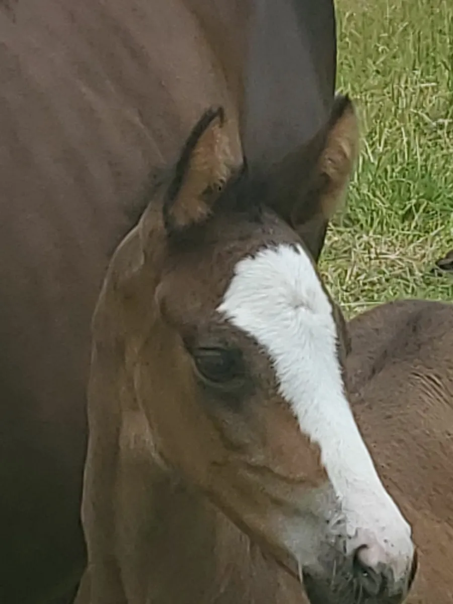 2 yr old filly - Image 3