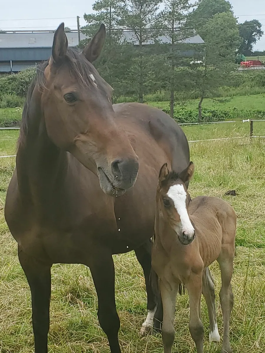 2 yr old filly - Image 4