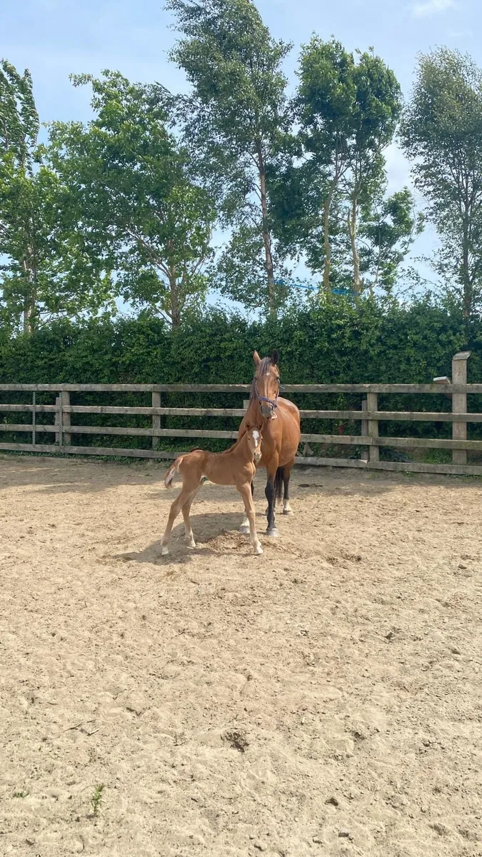 Ramiro B Brood Mare - Image 1