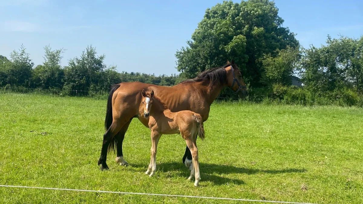 Ramiro B Brood Mare - Image 2