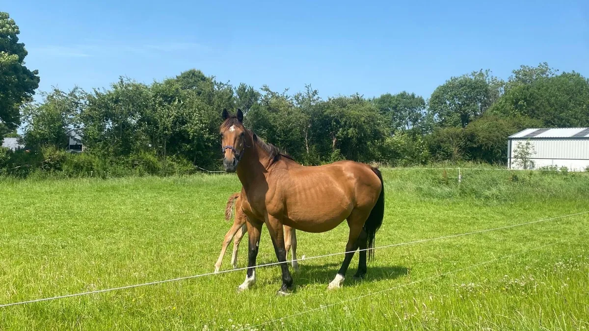 Ramiro B Brood Mare - Image 3