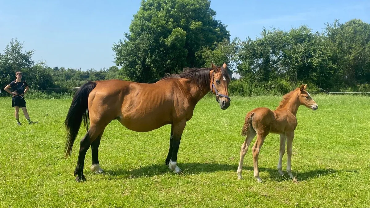 Ramiro B Brood Mare - Image 4
