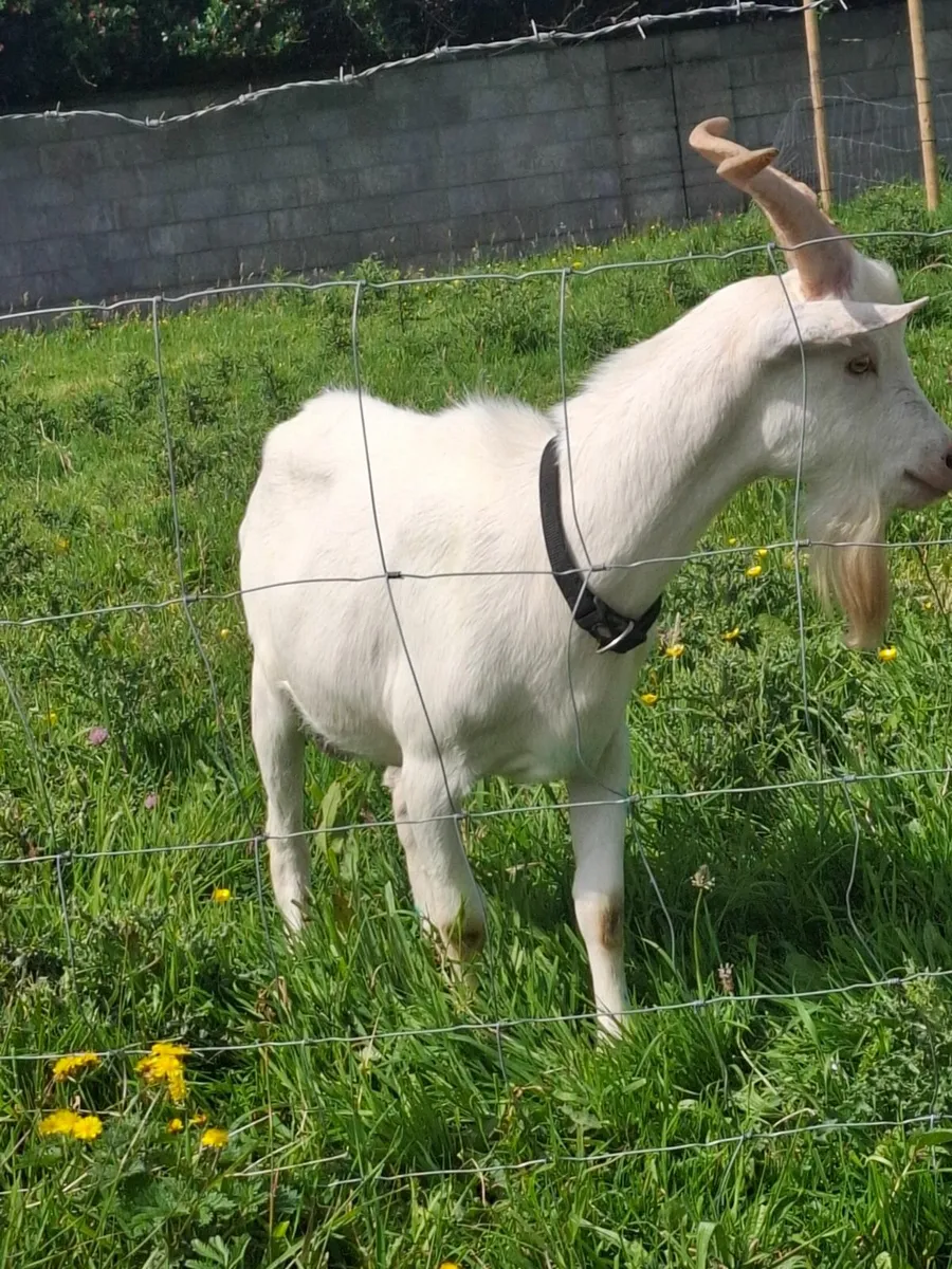 Male Saanen Goat - Image 2