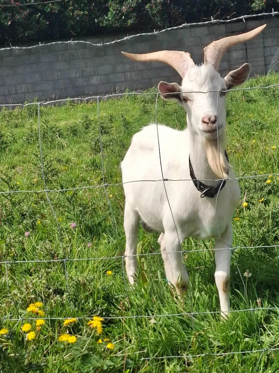Male Saanen Goat - Image 3