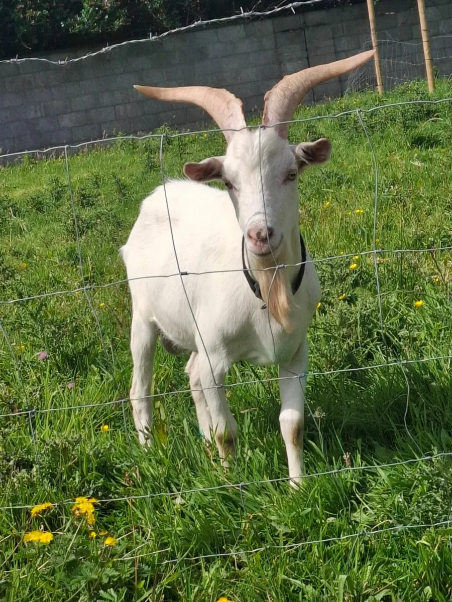 Male Saanen Goat - Image 4