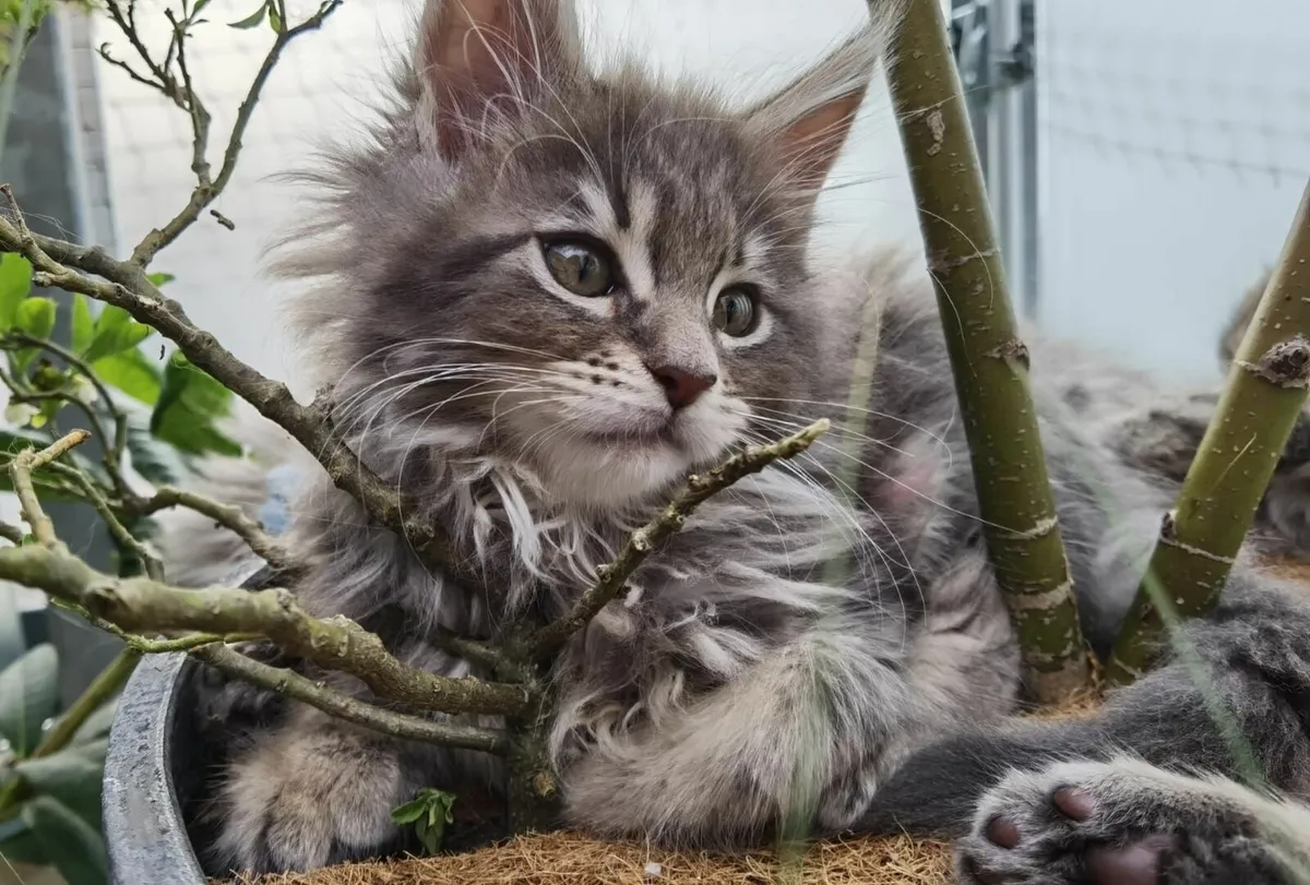Incredible Maine Coon Kitten's - Image 1