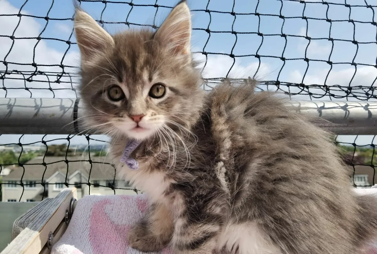 Incredible Maine Coon Kitten's - Image 2