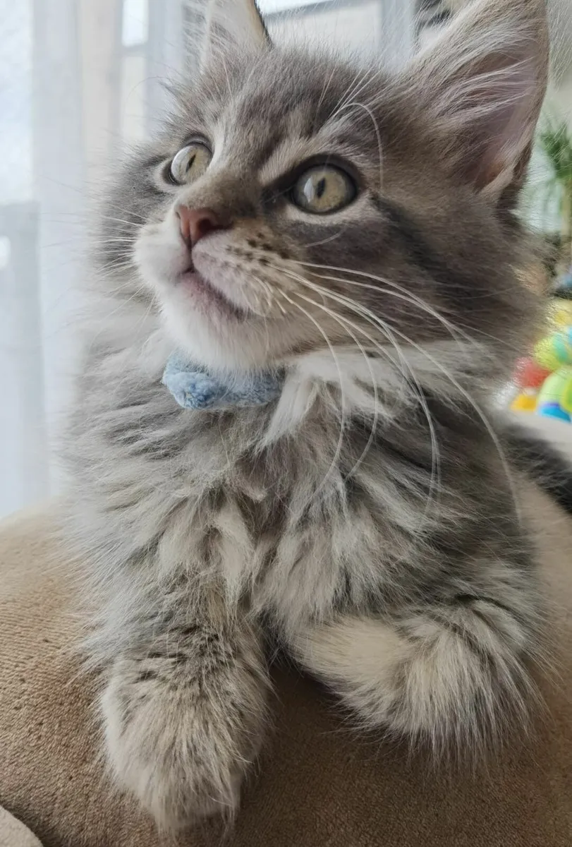Incredible Maine Coon Kitten's - Image 3