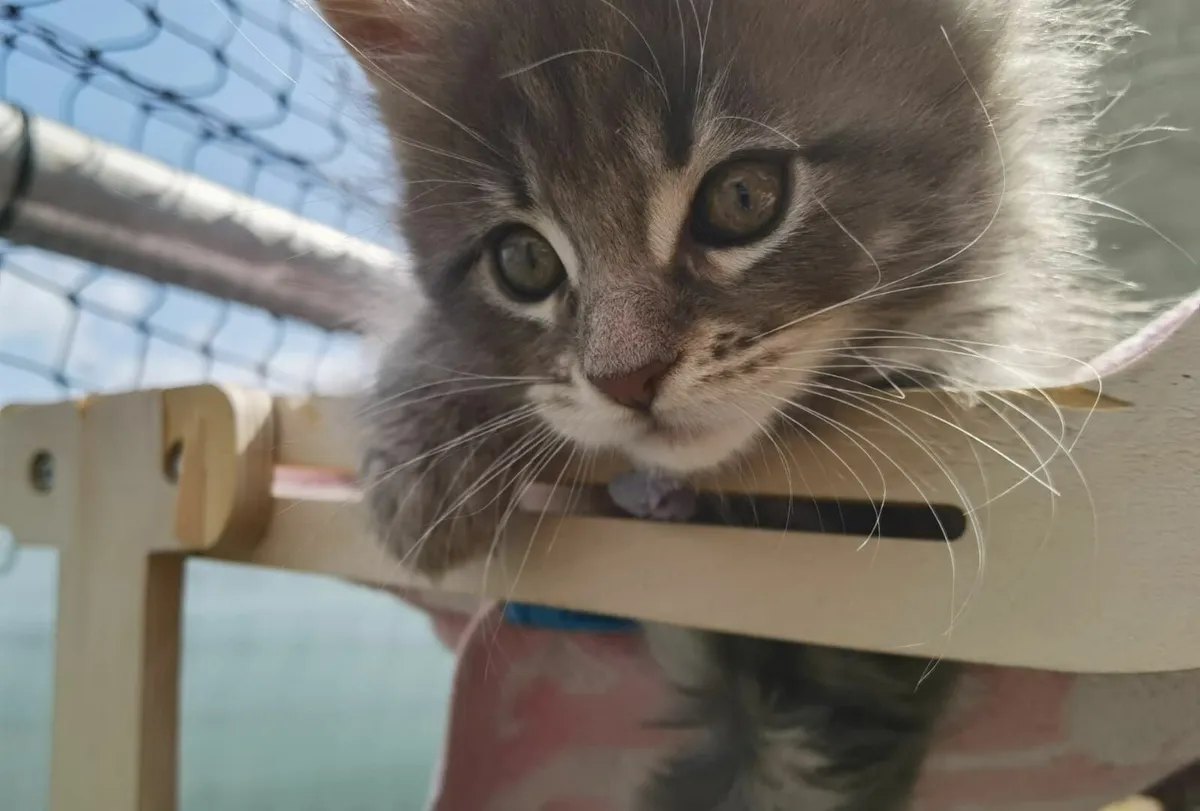 Incredible Maine Coon Kitten's - Image 4