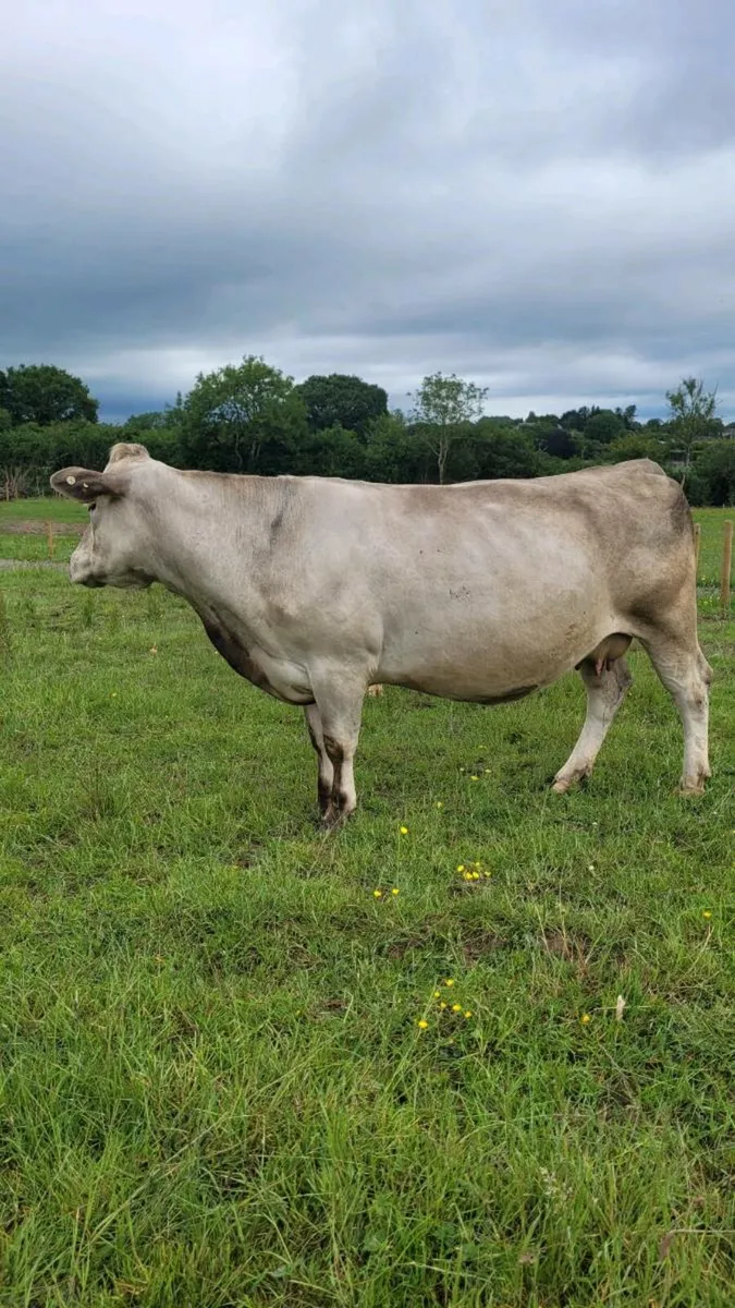 Incalf cows - Image 4