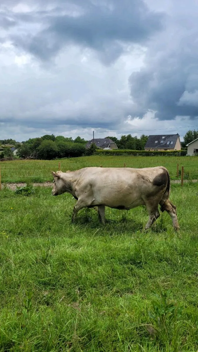 Incalf cows - Image 3