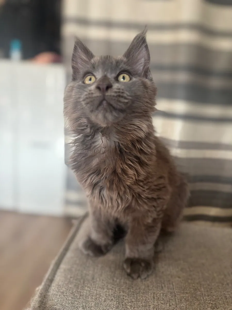 Maine Coon kittens - Image 2