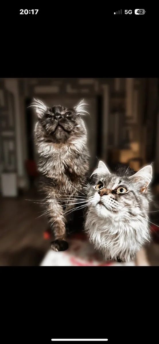 Maine Coon kittens - Image 3