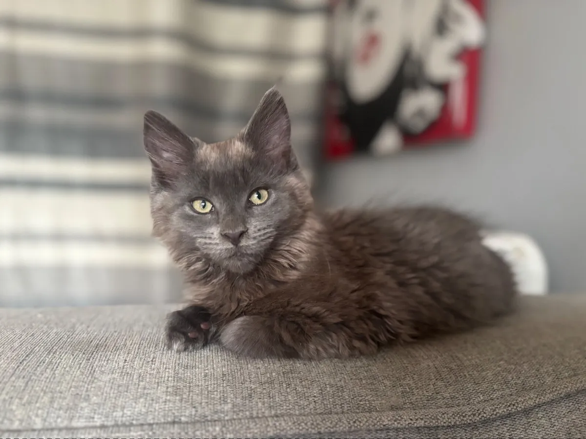 Maine Coon kittens - Image 4