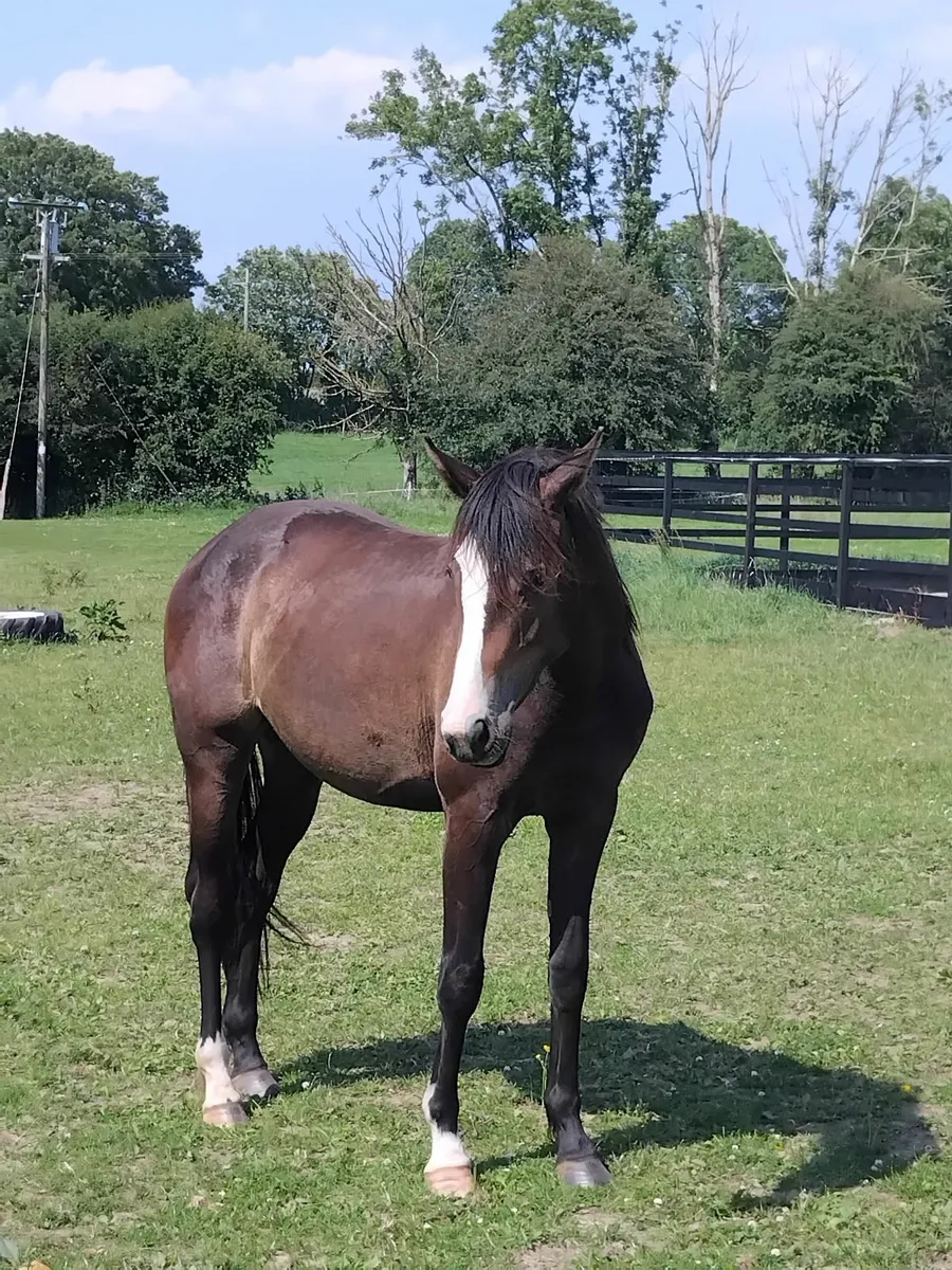 2 yr old filly - Image 1
