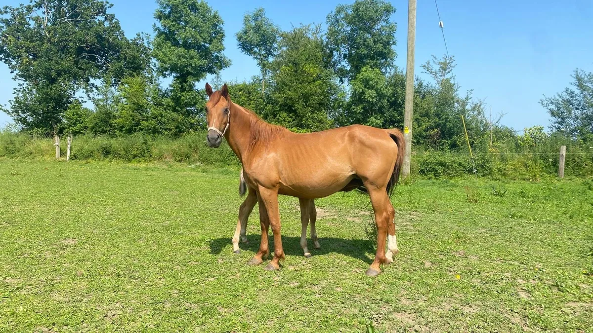 OBOS Quality mare - Image 1