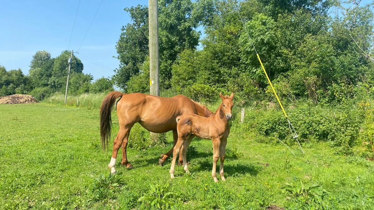 OBOS Quality mare - Image 2