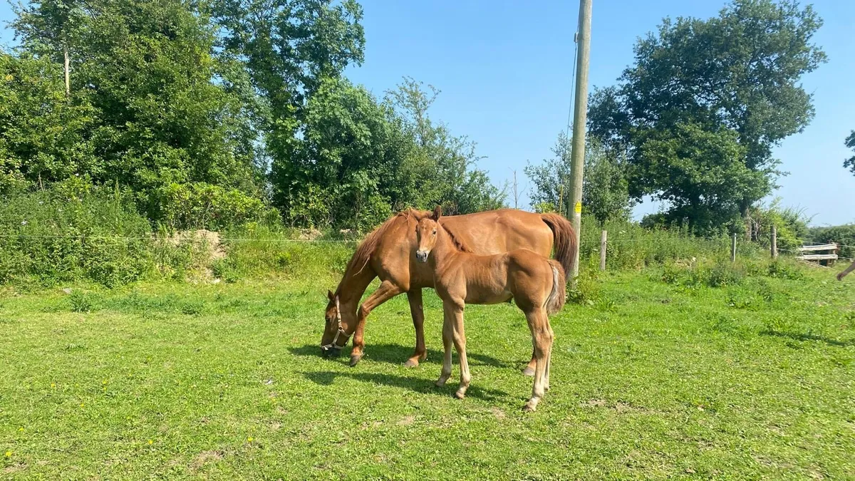 OBOS Quality mare - Image 3