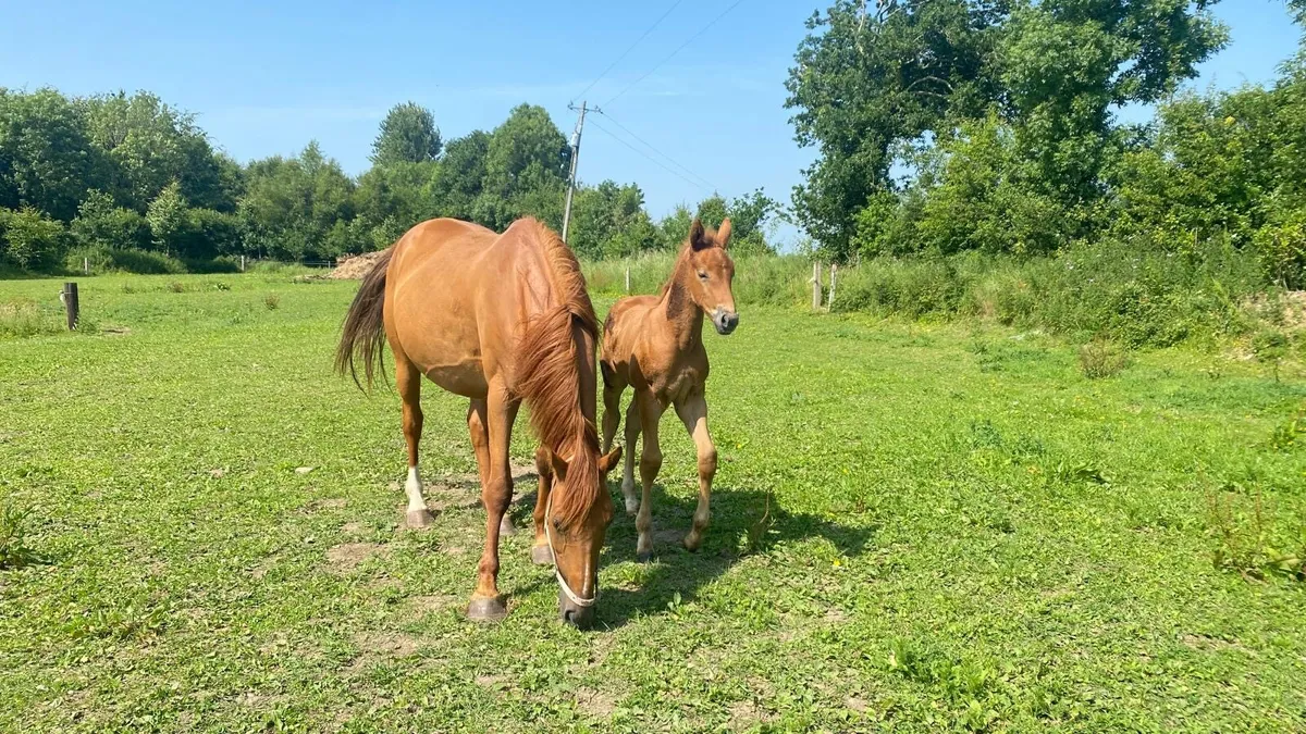 OBOS Quality mare - Image 4
