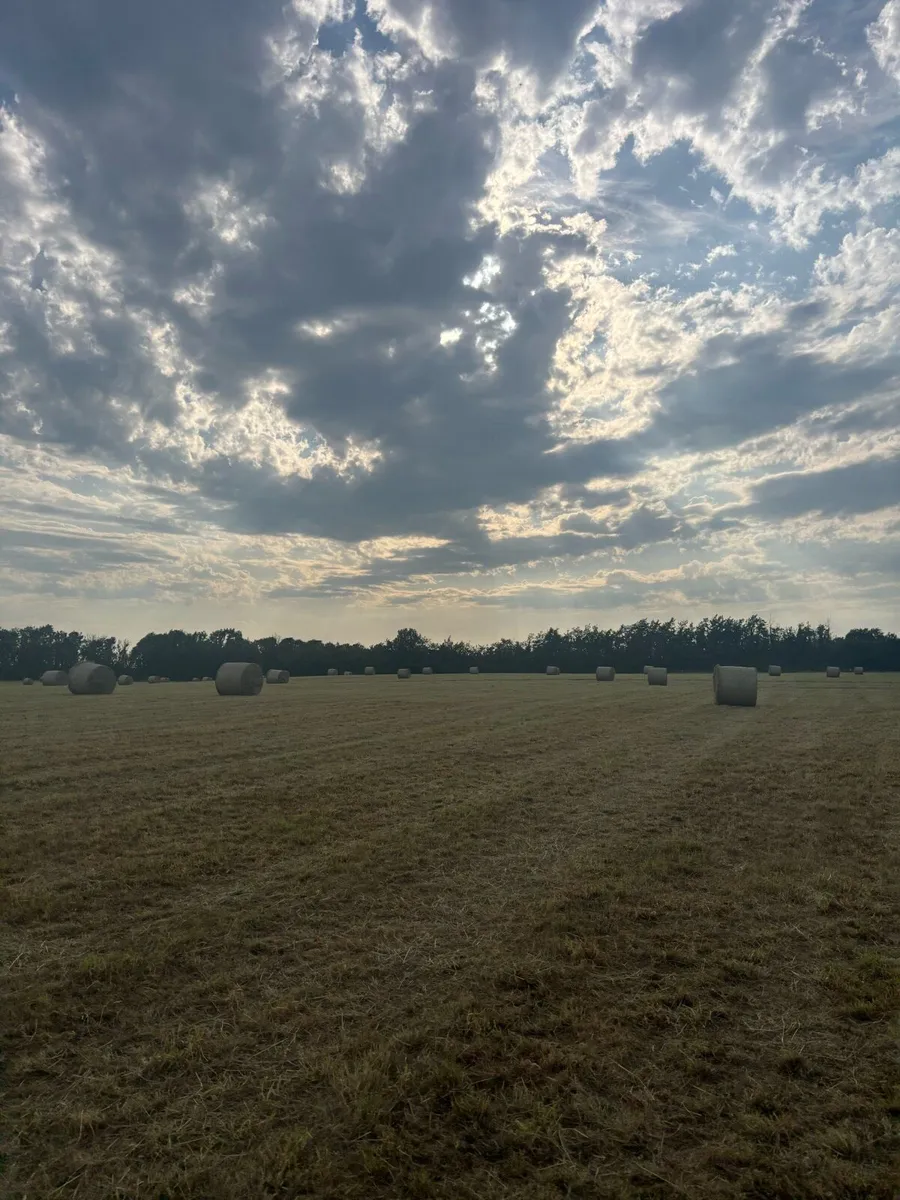 2025 top quality hay - Image 1
