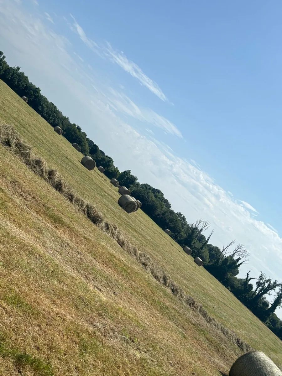 2025 top quality hay - Image 2