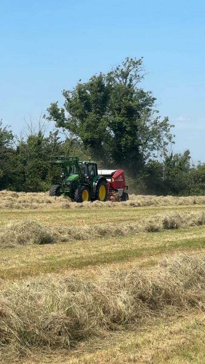 2025 top quality hay - Image 3