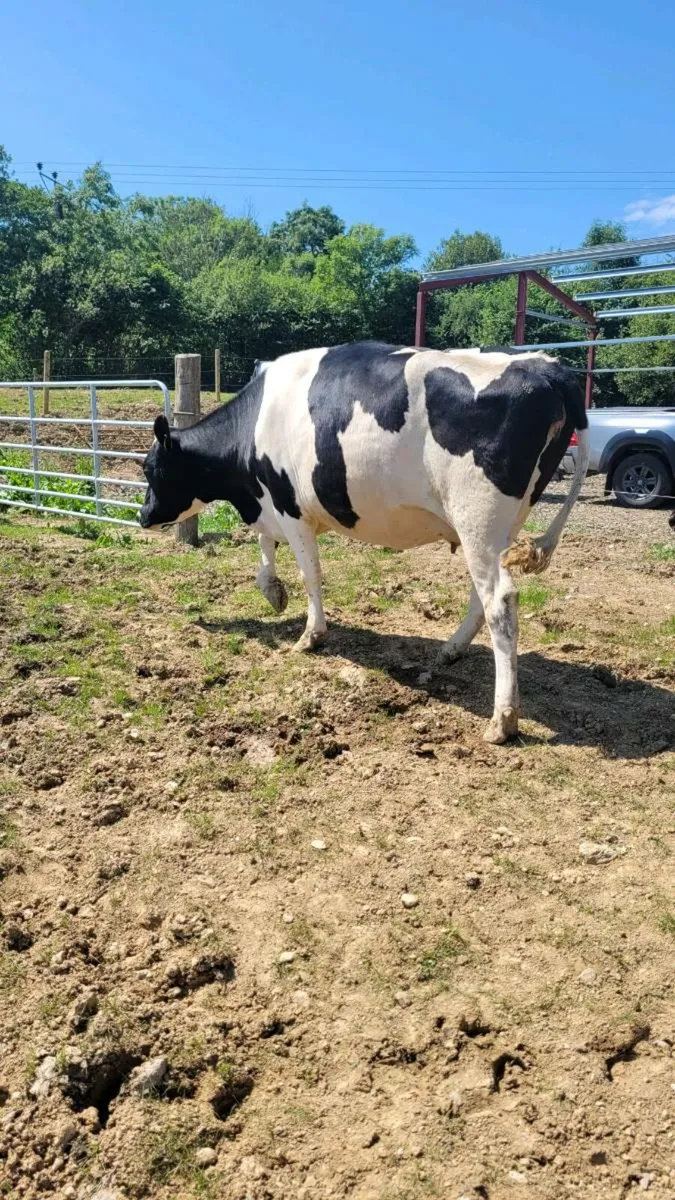 Incalf cows - Image 1