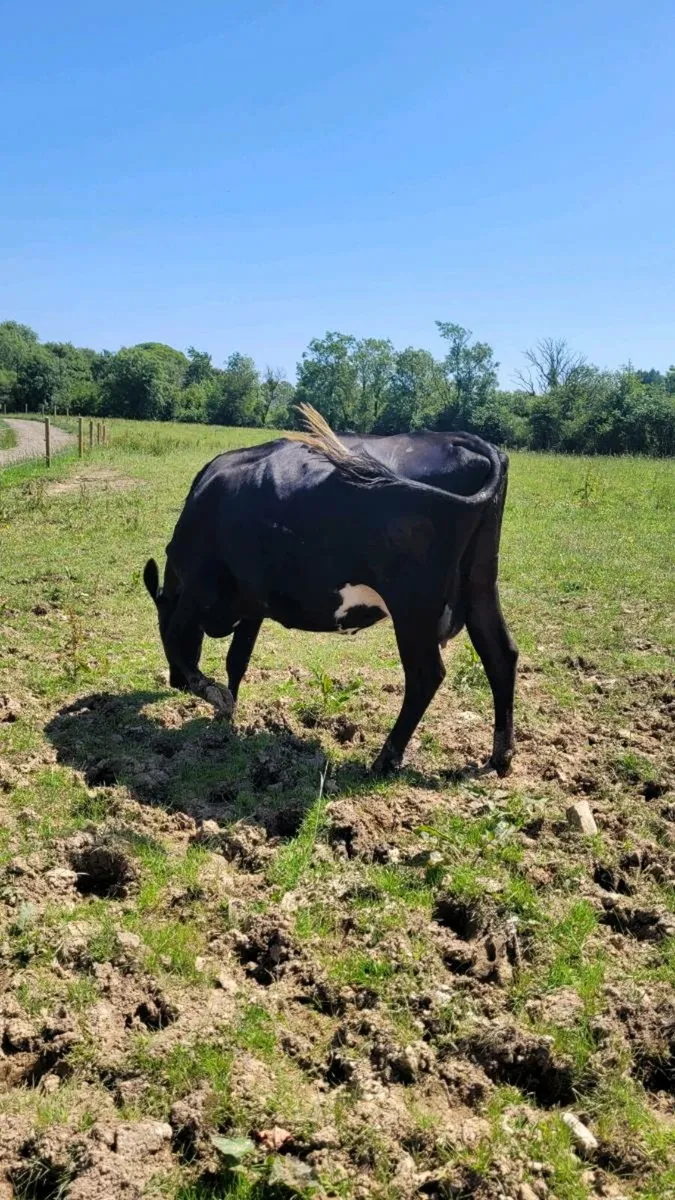 Incalf cows - Image 2